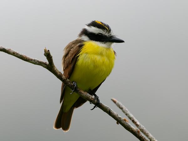 <h3><a href="/trips/costa-rica/biota/animalia/chordata/aves/040 passeriformes/011 tyrannidae/pitangus sulphuratus/pitangus sulphuratus-nl.html">Pitangus&nbsp;sulphuratus</a> / Great&nbsp;kiskadee / Grote&nbsp;kiskadie</h3>OM-1 Mark II met OLYMPUS M.150-400mm F4.5, 1/2000 sec  bij F4.5, ISO 3200, afstand 7.91&nbsp;m